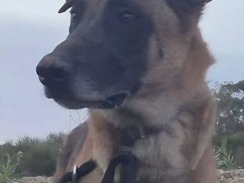 SULTAN, berger belge 8 ans 0 34000 Montpellier