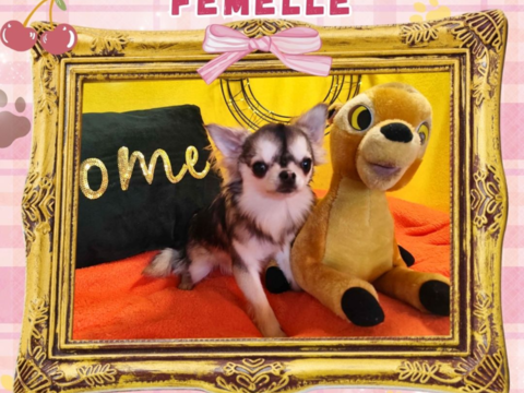 Chiot chihuahua femelle poils longs 800 18140 Pr�cy