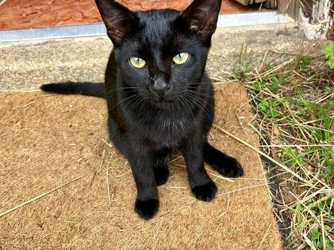 Chaton noir tr&egrave;s c&agrave;&cent;lin et intelligent en adoption responsabl 0 92200 Neuilly-sur-seine