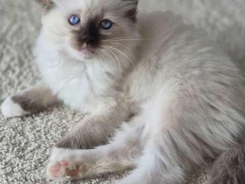 Magnifiques Chatons Ragdoll M&acirc;les LOOF ? 1000 35380 Treffendel