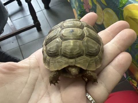 Tortue femelle greca 4 ans &eacute;change contre femelle herman du 0 11200 Bizanet