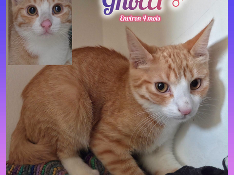 Gnocci &agrave; l'adoption 200 12000 Rodez