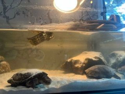 Don de 2 tortues aquatiques, nouveaux proprietaire cherch&eacute;e 0 13100 Beaurecueil