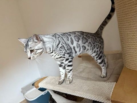 Chaton, loof , cherche une famille pour la vie 1300 83340 Le luc