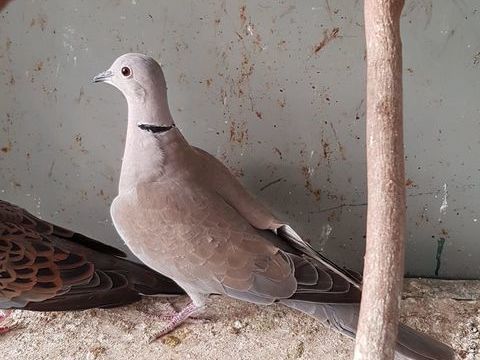 tourterelle 10 93160 Noisy-le-grand