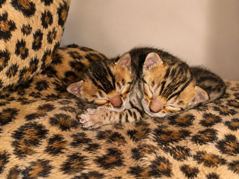 Chatons Bengal 1500 34750 Villeneuve-lès-maguelone