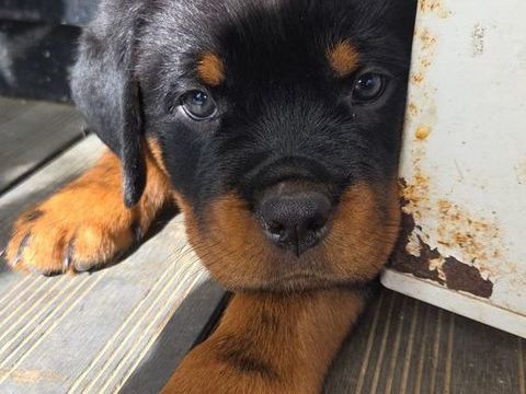  Magnifiques chiots Rottweiler LOF disponibles
1500 95190 Goussainville