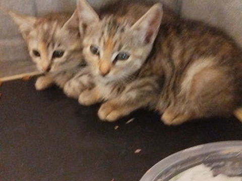 Donne chatons 0 93420 Villepinte