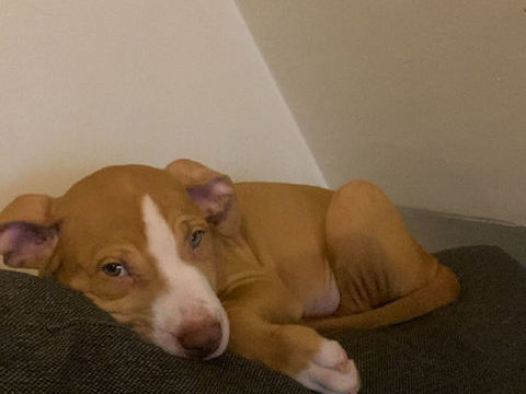 Chiot m&acirc;le 0 60800 L�vignen