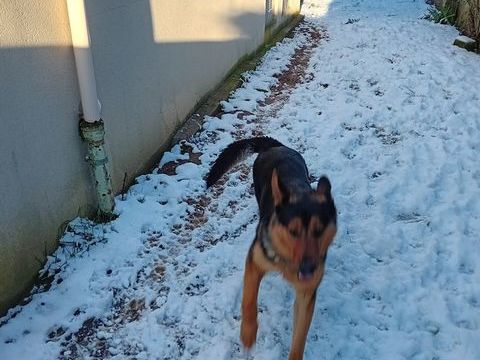 Donne contre bon soins berger allemand crois&eacute; beauceron 0 95270 Chaumontel