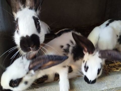  lapins type crois&eacute; race Papillon 25 56800 Campénéac