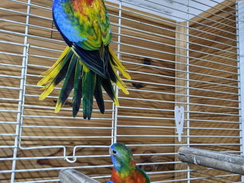 perruches splendide 250 82500 Beaumont-de-lomagne