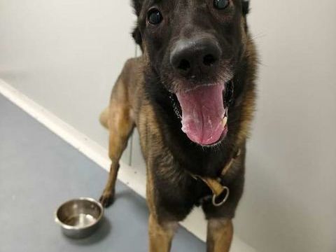 Chien ZIPP &agrave; l adoption 250 13001 Marseille