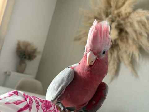 Jeune Cacato&egrave;s rosalbin 700 62200 Boulogne-sur-mer
