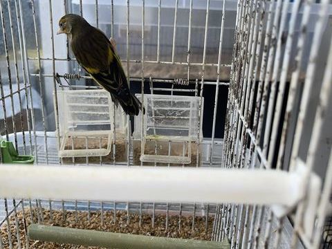 oiseaux canaris Raza espagnol 30 94200 Ivry-sur-seine