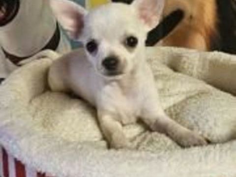 chihuahua 800 31230 Montbernard
