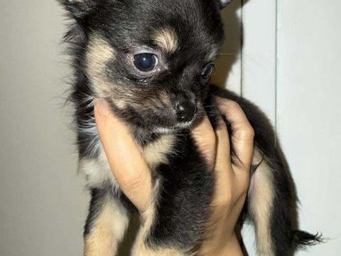 chiot+Chihuaha+m&agrave;&cent;le+et+femelle+sevr&eacute;e 850 62300 Lens