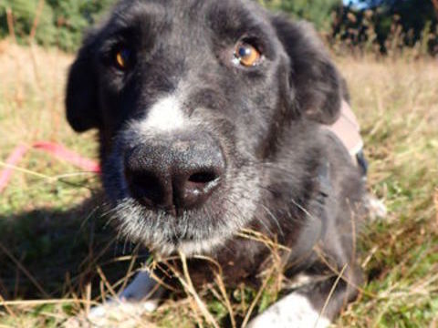 Grisette à l'adoption 300 89000 Auxerre