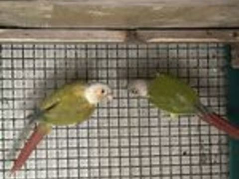   Couple conure molinae repro 