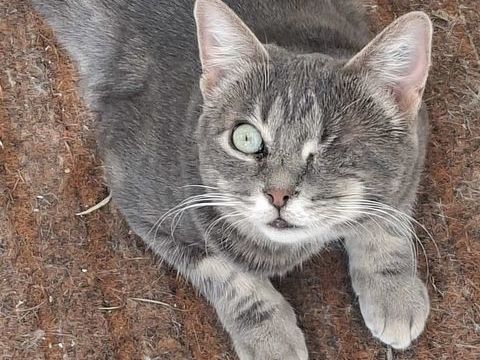 LALIE FEMELLE TIGREE GRIS 1 AN 1/2 195 92260 Fontenay-aux-roses