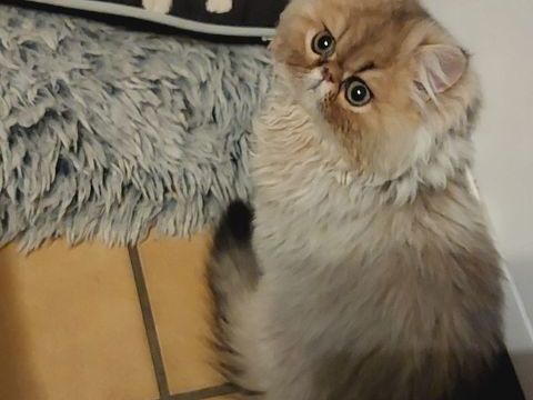 Magnifique chaton Persan 900 95500 Le thillay