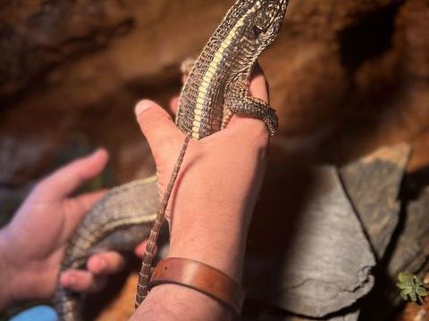 Gerrhosaurus validus 150 56130 Théhillac