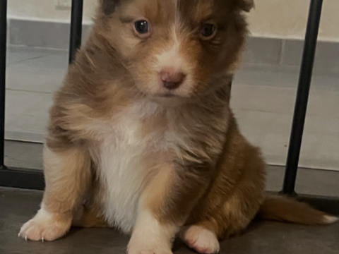 10 Chiots Berger Australien LOF 1500 02360 Grandrieux