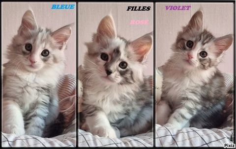 5 maines coon LOOF / ILE DE FRANCE 1400 93160 Noisy-le-grand