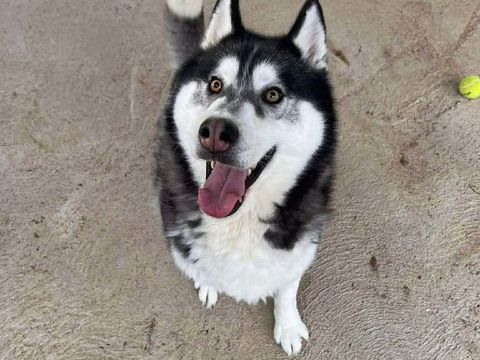 BOJKA husky 4 ans 280 59300 Aulnoy-lez-valenciennes