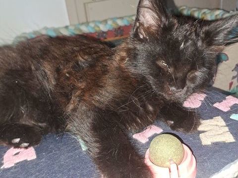 Magnifique BAYA maine coon looof 1100 94140 Alfortville