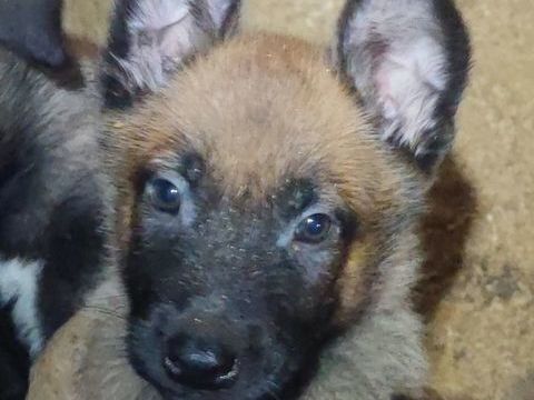 Chiots berger belge malinois lof lign&eacute;es travail charbonn&eacute;s 900 13390 Auriol