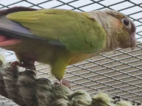 pyrrhura perruches 50 45110 Chteauneuf-sur-loire