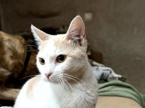 Chat BIANCA &agrave; l adoption 200 07270 Boucieu-le-roi