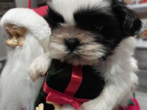 Shihtzu 750 16220 Vouthon