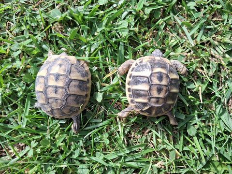 2 bb tortues terrestre née cette année 2025
35 84000 Avignon