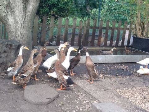 Couple de canard coureur indien ou mâle seul 50 59290 Wasquehal