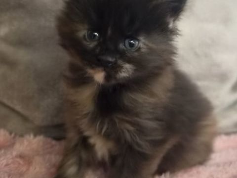 Maine coon loof  1000 53500 Ern�e