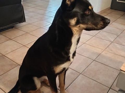 Donne chienne berger crois&eacute; husky 0 35000 Rennes