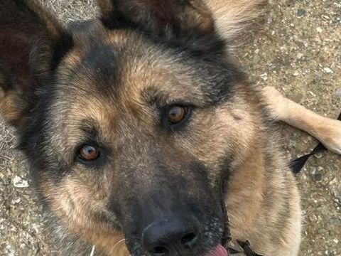 DJANGO, berger allemand 10 ans 0 34500 B�ziers