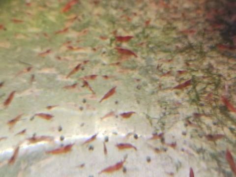 Crevette red cherry 1 66270 Le soler