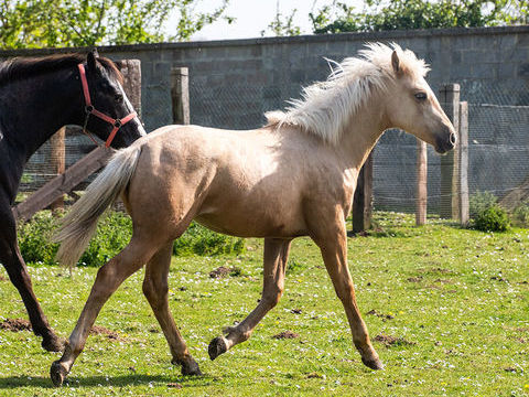 Poulain appaloosa 2900 14400 Bayeux