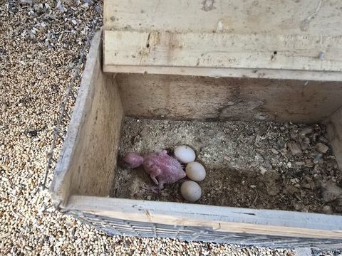Couple reproducteur de toui c&eacute;leste 150 77240 Vert-saint-denis