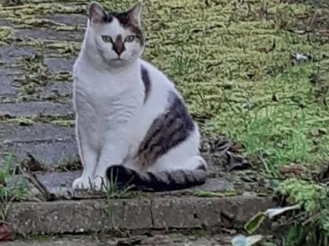 LEO chat senior "Panier Retraite" 0 67360 Oberdorf-spachbach