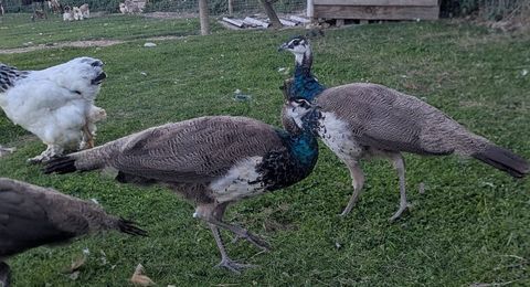 Paon bleus et blanc 90 85130 La verrie