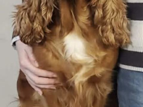 Femelle cocker Anglais cherche m&acirc;le pour saillie 0 59610 Fourmies