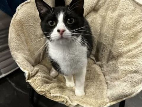 Chat ABY à l adoption 180 26240 Beausemblant