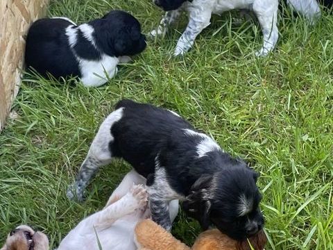 chiots Epagneul breton parents lof 700 45110 Châteauneuf-sur-loire
