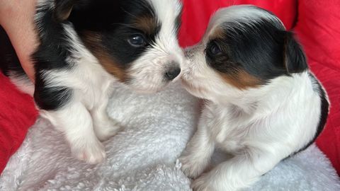 Miniatures bébés biewer Yorkshire male à réserver 2500 91620 Nozay