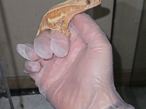 Gecko a cr&ecirc;te 150 95150 Taverny