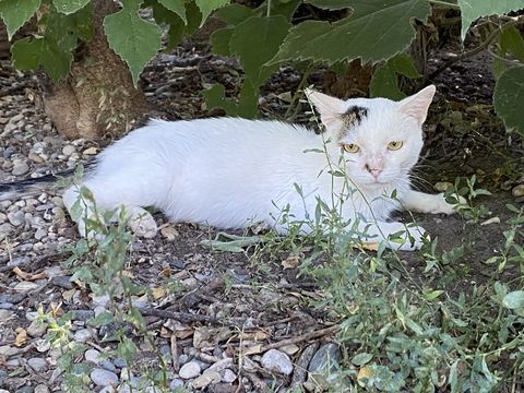 KODAK 200 26700 Pierrelatte